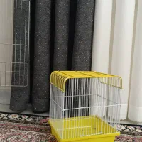 جوجه طوطی عروس به همراه قفس هایش|پرنده|قزوین, |دیوار