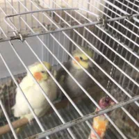 فروش یک جفت عروس هلندی مولد با قفس و لانه|پرنده|لامرد, |دیوار