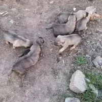 سگ سرابی|سگ|مهربان, |دیوار