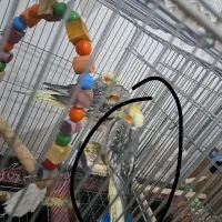 عروس هلندی|پرنده|رباط‌کریم, الارد|دیوار