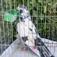 20عدد کفتر پرشی به صورت یکجا|پرنده|هشتگرد, ینگی امام|دیوار