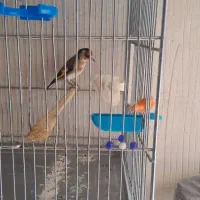 باسلام سهره نر