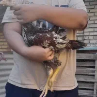 خروس لاری|حیوانات مزرعه|گنبد کاووس, |دیوار