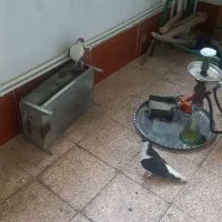 کبوترچادری