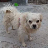 سگ پاپی
