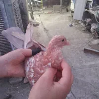 با سلام یک عدد قزوینی زرد