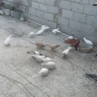 کبوتراوچان