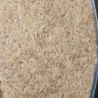 گندم بذری