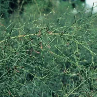 تمیز کردن زمین خارشتر، بوته و شوره.