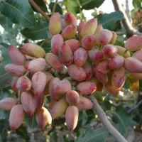 فروش پسته اکبری در باغ