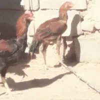 خروس لاری|حیوانات مزرعه|هامون, |دیوار