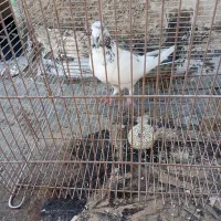 کفتر