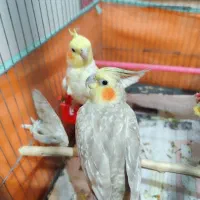 جفت عروس هلندی