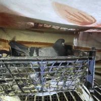 کبوتر|پرنده|سنگر, |دیوار