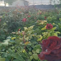گل رز هلندی