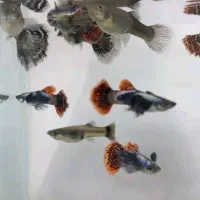 ماهی گوپی بیگ ایر|ماهی|اصفهان, ارزنان|دیوار