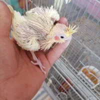 عروس هلندی دوکت پروانه ای و قناری|پرنده|آذرشهر, |دیوار