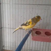 فروش ۴تا قناری