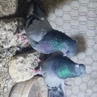 کبوتر درجه یک|پرنده|میانه, |دیوار