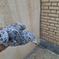گوهی شکلاتی