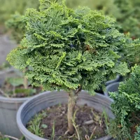 گل و گیاه فروش نانا