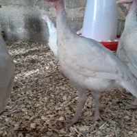جوجه بوقلمون بیوتی ۶زرین ۲ ماهه
