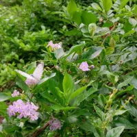 جویای کار هستم