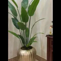 پرنده بهشتی برگ سوزنی