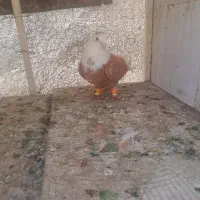 کفترکلاغ زردنر