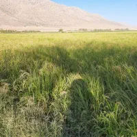 اجاره زمین کشاورزی روستای قوام آباد
