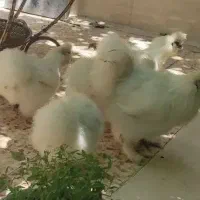 مزرعه عمو حسن تخم جوجه کوشین متلد ابریشمی