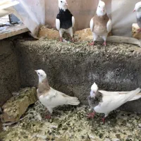 کبوتر طوقی کرمانشاهی معاوضه با سهره بخون
