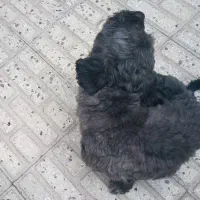 سگ خانگی