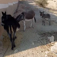 فروش الاغ شیر دار