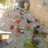 تعدادی خروس به فروش میرسد خروسها 8ماهه هستند|حیوانات مزرعه|بومهن, |دیوار
