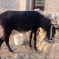 الاغ ماده|حیوانات مزرعه|ایذه, |دیوار