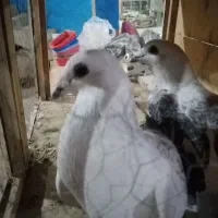 کفتر شهرستانی|پرنده|چهارباغ, |دیوار