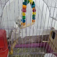 جفت عروس هلندی دوکت آلبینو مولد|پرنده|اندیمشک, |دیوار