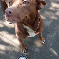 سگ پیتبول ماده دو ساله|سگ|رودسر, |دیوار