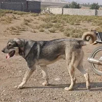 توله پژدر یازده ماهه