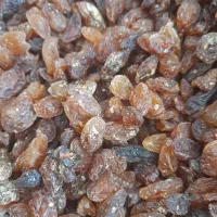 مرکز پخش کشمش آشی خرده فروشی به قیمت عمده