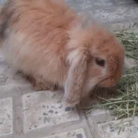 خرگوش لوپ زیبا و سالم