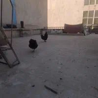 خروس محلی سالم و جوان کاملا سالم و واکسینه|حیوانات مزرعه|تهران, بهارستان|دیوار