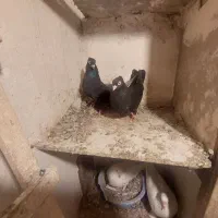 یک جفت قره مسی کاکیل