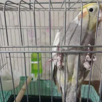 عروس هلندی|پرنده|پاکدشت, پاکدشت (مامازند)|دیوار