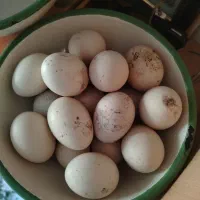 تخم مرغ لاری