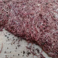 کرم خاکی ماهیگیری طعمه ماهیگیری