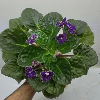 تعدادی بنفشه آفریقایی|گل و گیاه طبیعی|تهران, اختیاریه|دیوار