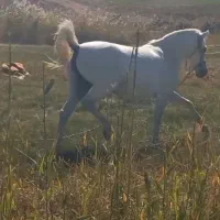 اسب مادیان  گوزل|اسب و تجهیزات اسب‌سواری|نظر کهریزی, |دیوار