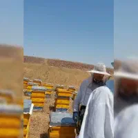 عسل خالص کوه های سبلان با تاییدیه آزمایشگاه|خوردنی و آشامیدنی|تهران, ایران|دیوار